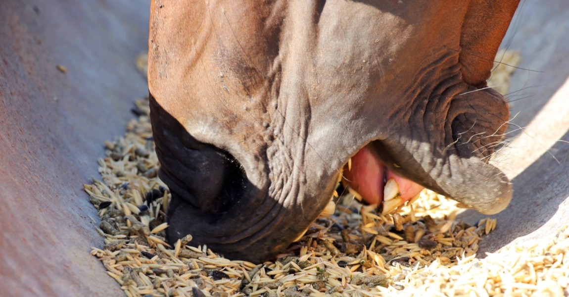 18.08.2023, Ingelheim, Rheinland-Pfalz, GER - Detailaufnahme: Pferd frisst Hafer und Pellets aus einem Futtertrog. (Ansc 18.08.2023, Ingelheim, Rheinland-Pfalz, GER - Detailaufnahme: Pferd frisst Hafer und Pellets aus einem Futtertrog. Anschnitt, aussen, Aussenaufnahme, Detail, Detailaufnahme, deutsch, Deutschland, Europa, europaeisch, fressen, Fuetterung, Futter, Futtertrog, Hafer, Haltung, Ingelheim, Koerner, Maul, Nahrungsaufnahme, Pellets, Pferd, Pferdefutter, Pferdehaltung, QF, Querformat, Rheinland-Pfalz, Trog, Westeuropa 230818D127WESTERBERG.JPG *** 18 08 2023, Ingelheim, Rhineland Palatinate, GER Close-up horse eating oats and pellets from a feeding trough cropped, exterior, exterior shot, detail, close-up, German, Germany, Europe, european, eating, feeding, feed, feeding trough, oats, keeping, Ingelheim, Koerner, mouth, food intake, pellets, horse 