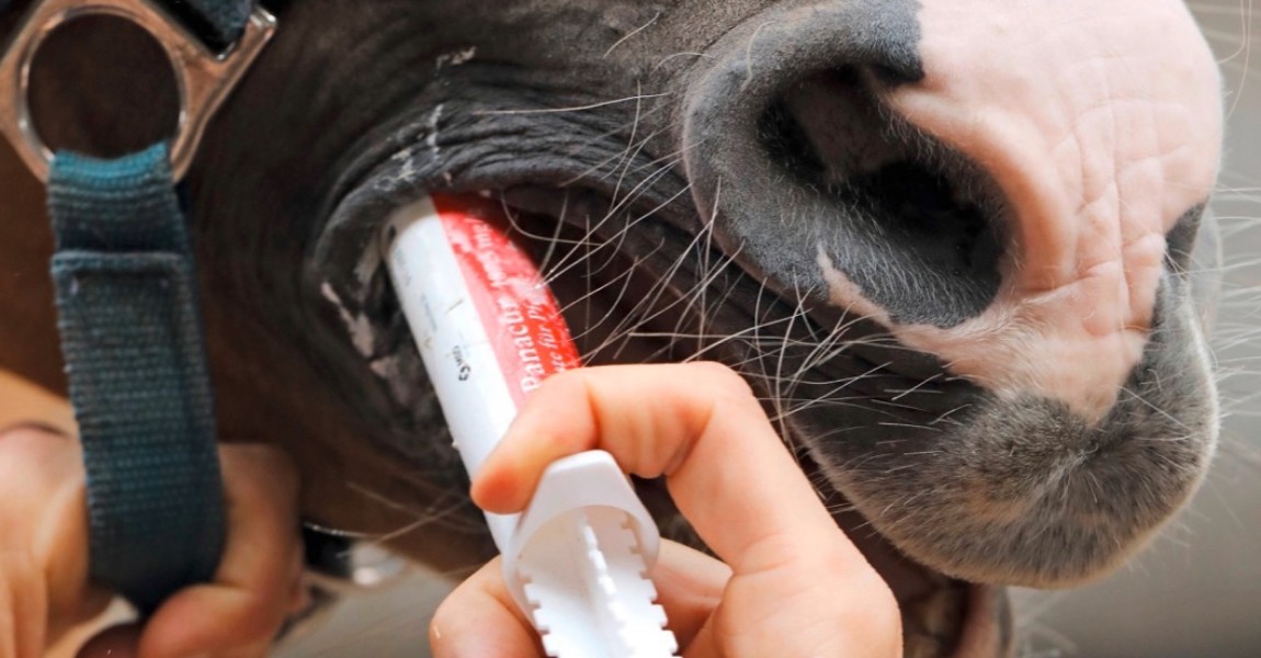 05 09 2018 Muenchehofe Brandenburg GER Pferd bekommt eine orale Wurmkur Tiermedizin Veterina 05.09.2018, Muenchehofe, Brandenburg, GER - Pferd bekommt eine orale Wurmkur. (Tiermedizin, Veterinaermedizin, medizinisch, Spritze, Wurmkur, Vorbeugung, Medizin, Haltung, Pferdehaltung, Arznei, Medikament, oral, Entwurmung, entwurmen, Wurmpaste, Wurmbekaempfung, Entwurmungspaste, Paste, Anschnitt, Detail, Detailaufnahme, Maul, Pferdemaul, Veterin‰rmedizin, Wurmbek‰mpfung) 180905D577TIERARZT.JPG *** 05 09 2018 Muenchehofe Brandenburg GER Horse gets an oral worm cure Veterinary medicine Veterinary medicine Medical syringe Worm cure Prevention Medicine Posture Horse keeping Remedy Drug Oral Deworming Deworming Worm paste Worm mold Deworming paste Paste Gash Detail Detail Muzzle Horse mouth Veterinary medicine Worm control 180905D577TIERARZT JPG 