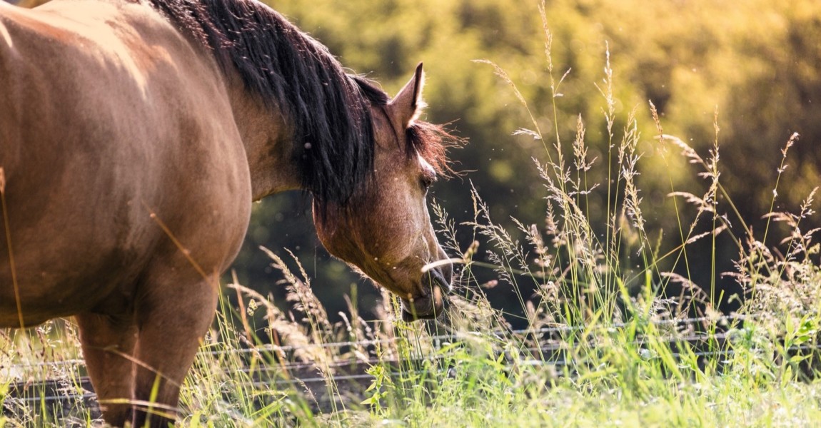 welshcob_nike51811 