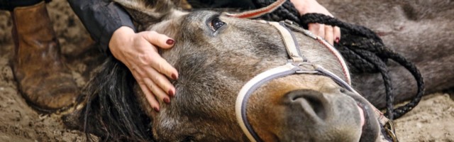 26 04 2018 Wardow Mecklenburg Vorpommern GER Pferd liegt narkotisiert in einer Reithalle am Bod 26.04.2018, Wardow, Mecklenburg-Vorpommern, GER - Pferd liegt narkotisiert in einer Reithalle am Boden. (Anaesthesie, betaeubt, Betaeubung, Medizin, medizinisch, Narkose, narkotisiert, OP, Operation, Pferd, sediert, Sedierung, Tiermedizin, Veterinaermedizin, liegt, liegen, liegend, Vollnarkose, Veterin‰rmedizin) 180426D036WARDOW.JPG *** 26 04 2018 Wardow Mecklenburg Vorpommern GER Horse is anesthetized in a riding arena on the floor Anesthesia stuns Anesthetic Medicine medical Anesthesia anesthetized OP Operation Horse sedated Sedation Veterinary medicine Veterinary medicine lying lying General anesthesia Veterinary medicine 180426D036WARDOW JPG 