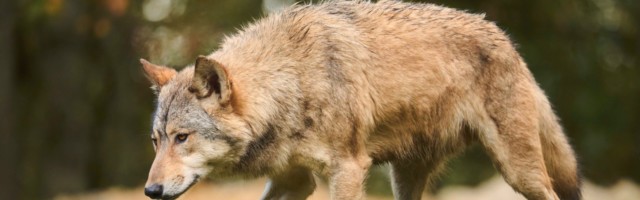 Timberwolf (Canis lupus lycaon) beim Spaziergang auf einer Wiese, Bayern, Deutschland, Europa Eastern wolf (Canis lupus Timberwolf Canis lupus lycaon beim Spaziergang auf einer Wiese, Bayern, Deutschland, Europa Eastern wolf Canis lupus lycaon walking on a meadow, Bavaria, Germany, Europe Copyright: imageBROKER/Davidx&xMichaxSheldo ibxshe11193465.jpg Bitte beachten Sie die gesetzlichen Bestimmungen des deutschen Urheberrechtes hinsichtlich der Namensnennung des Fotografen im direkten Umfeld der Verˆffentlichung 