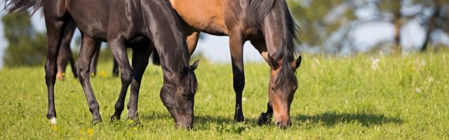 trakehner5174(1) 