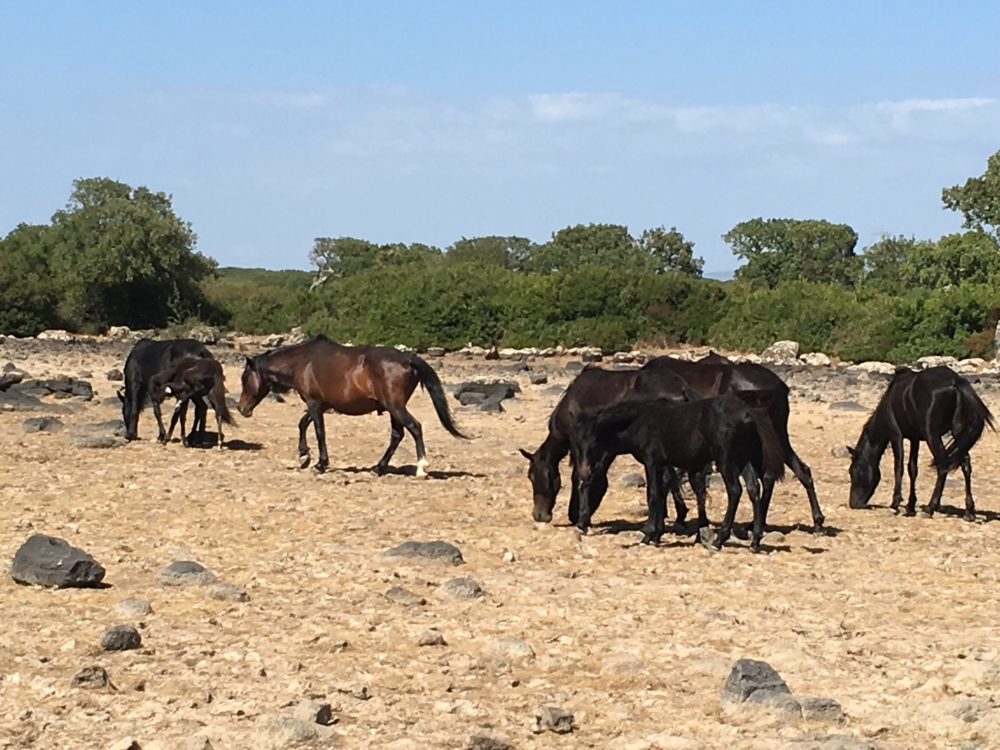 Wildpferde auf Sardinien