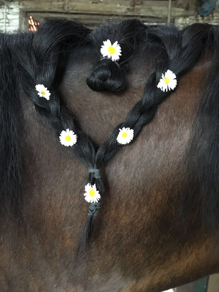 Reiten ist mehr als ein Sport. Reiten ist Gefühl und Vertrauen. Reiten ist eine Lebenseinstellung. Voller Faszination, Leidenschaft und Sehnsucht.