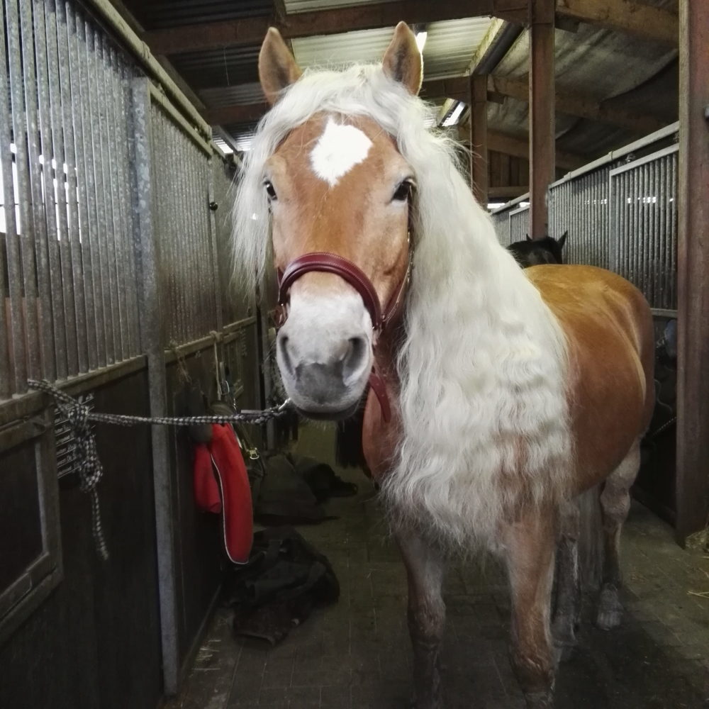 Das schönste Pferd der Welt❤