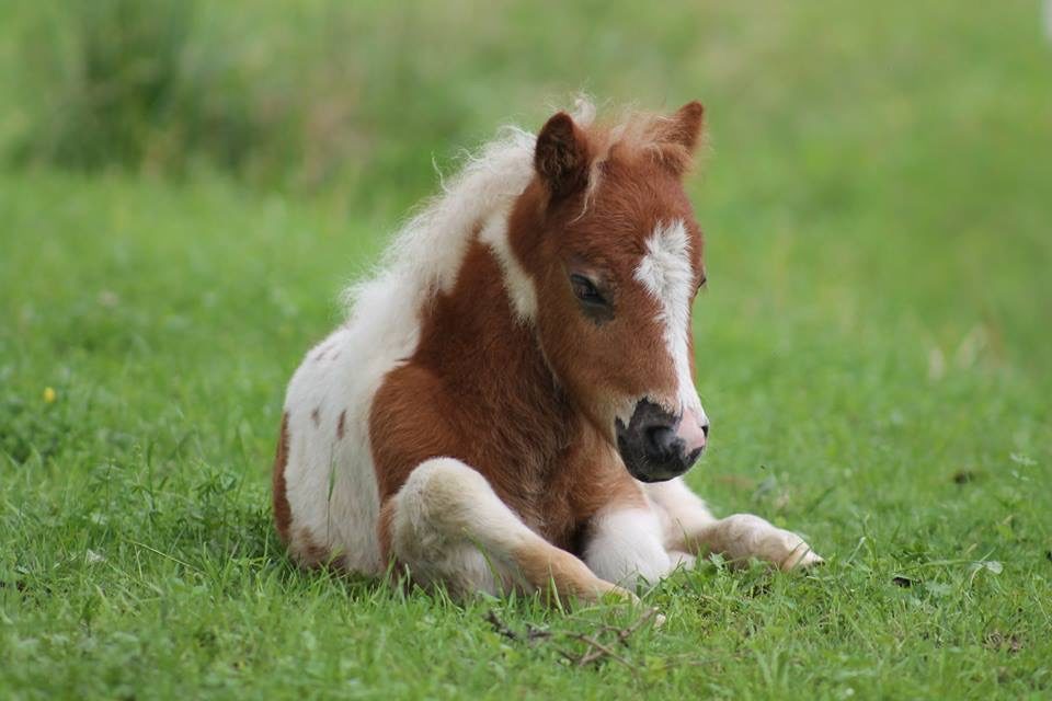 Unser Mini-Shetty Lillifee genießt die ersten Frühlingstage ♥️☀️