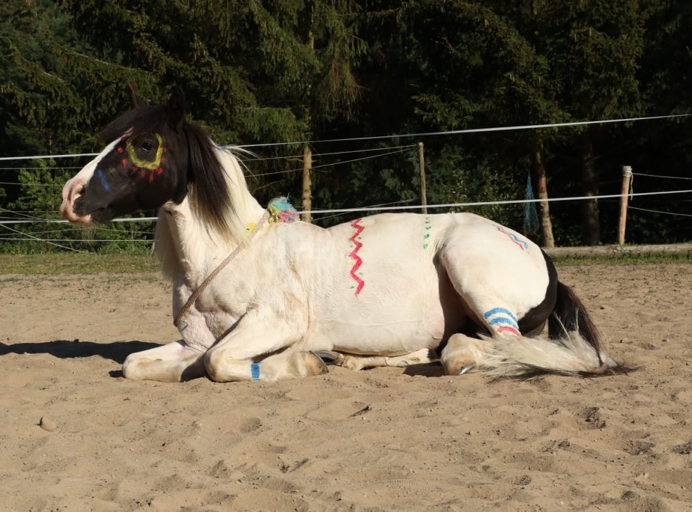 Indianerpony