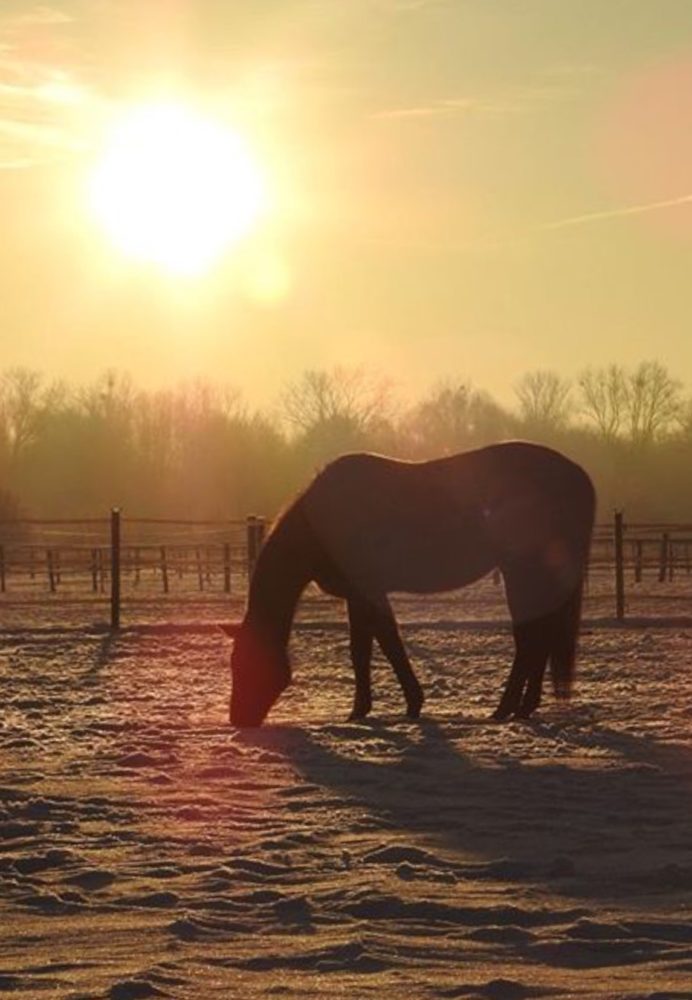 Sonnenuntergang mit dem Pferd genießen❤️