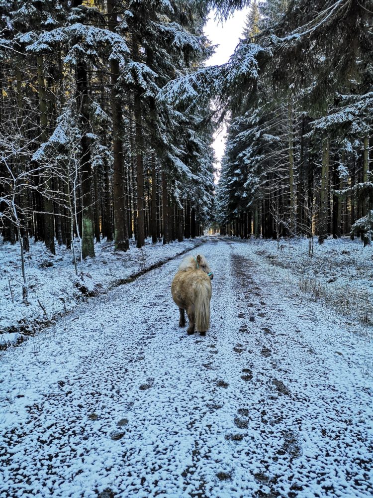 Winterspaziergang im Märchenwald