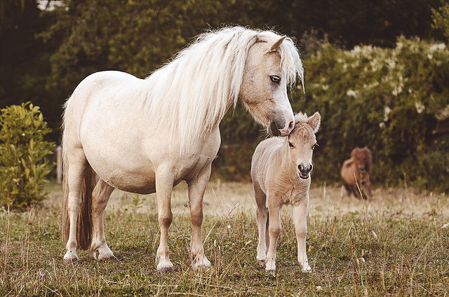 Shettlandpony Coco Chanel mit Fohlen