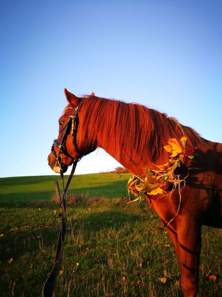 Weil dein Hufschlag mein Herzschlag ist❤🐴