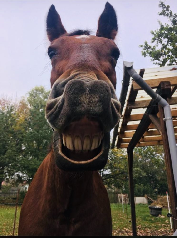 Wenn ich Witze erzähle
