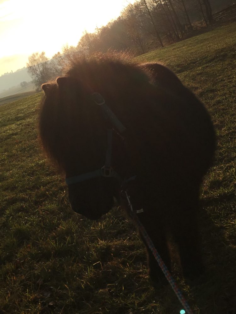 Sonnenuntergang mit dem besten Pony