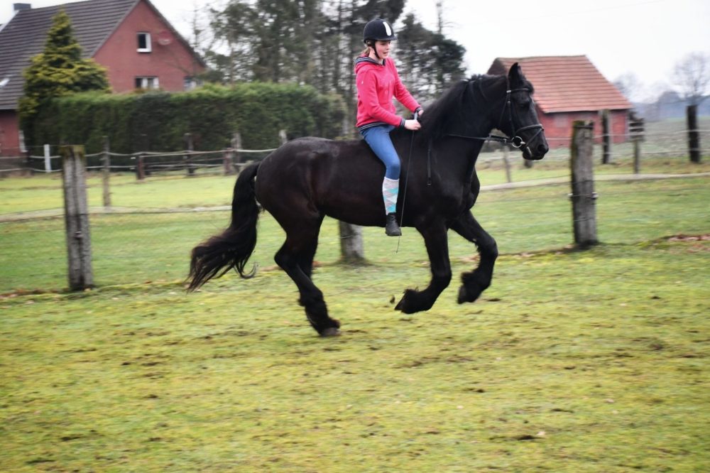 Das Glück 🐷🍀der Erde🌍 liegt auf dem Rücken der Pferde!🐎