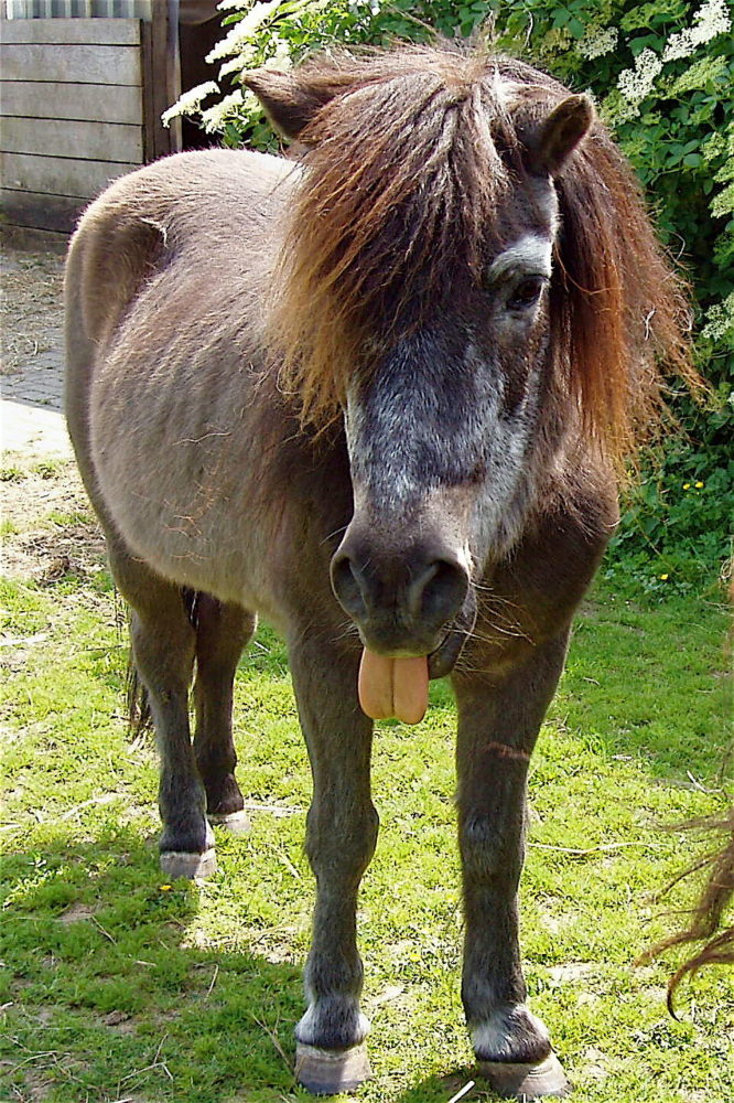 Peter Pony