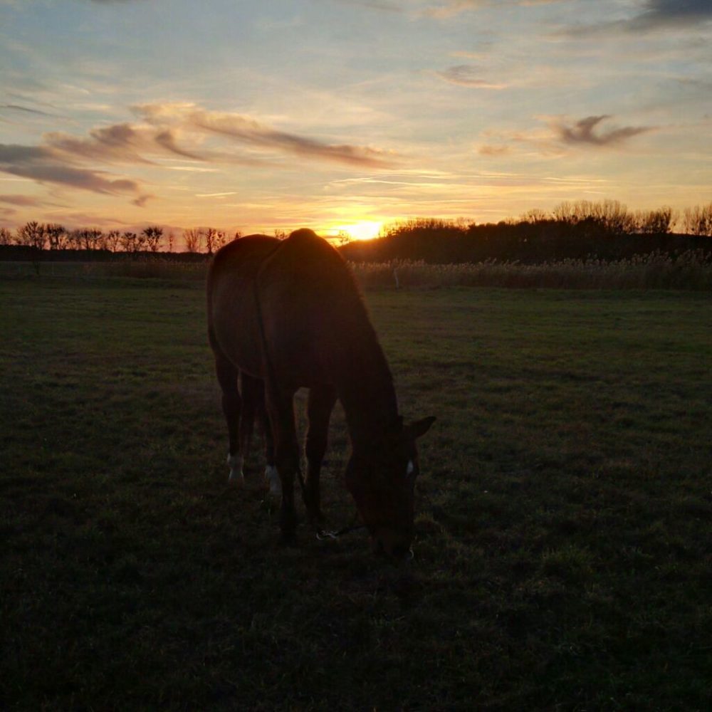 Sundown with horse