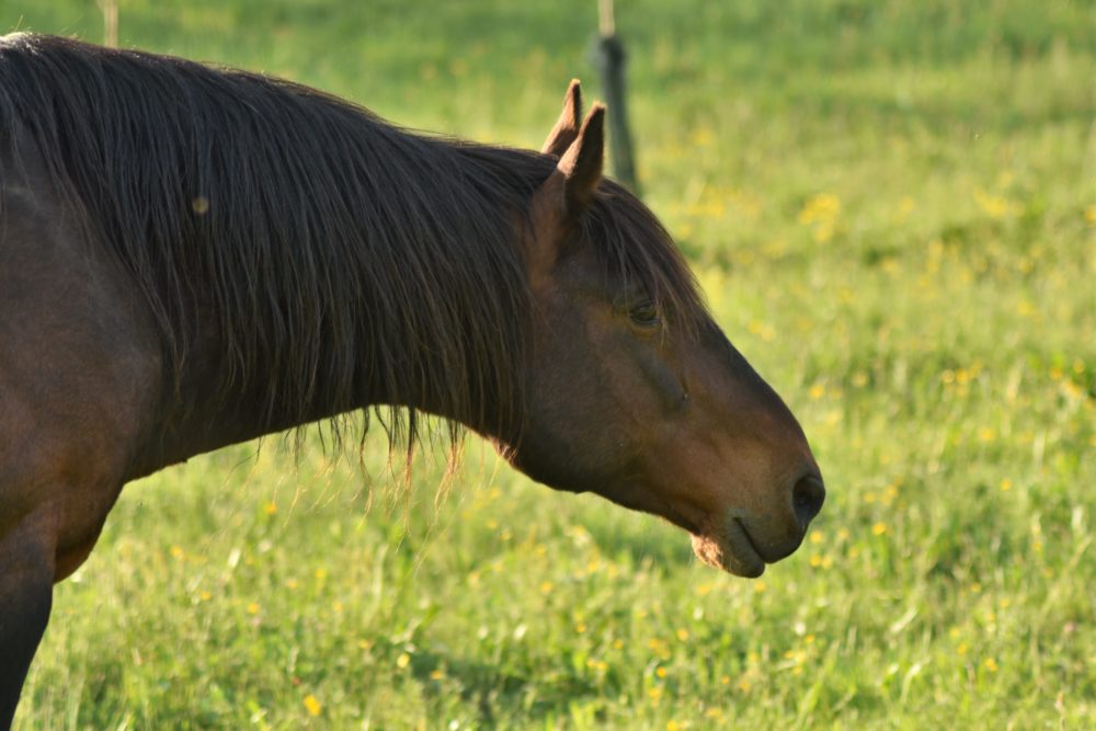 Pferde können nicht reden, sie sprechen mit ihren Augen...