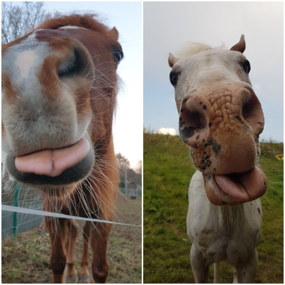 Zwei verrückte Jungs