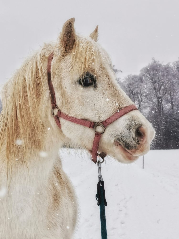 Schnee-Pony