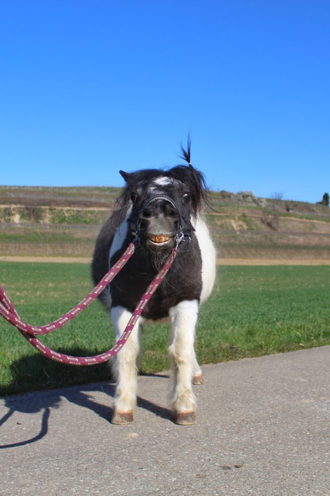 Ingo kann einen immer zum Lachen bringen :)