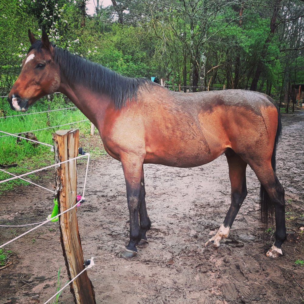 Wet Horse Contest