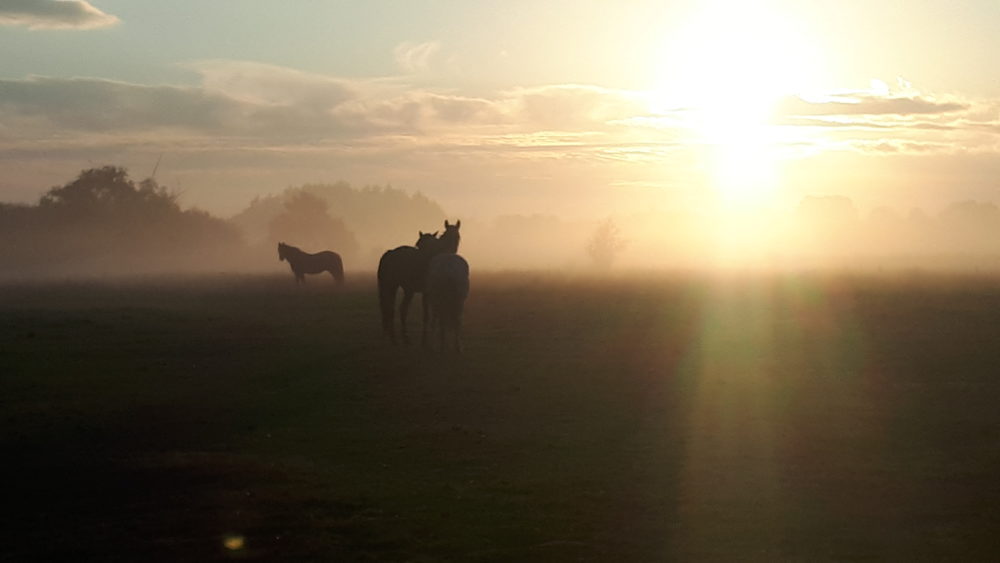 Pferde im Sonnenaufgang