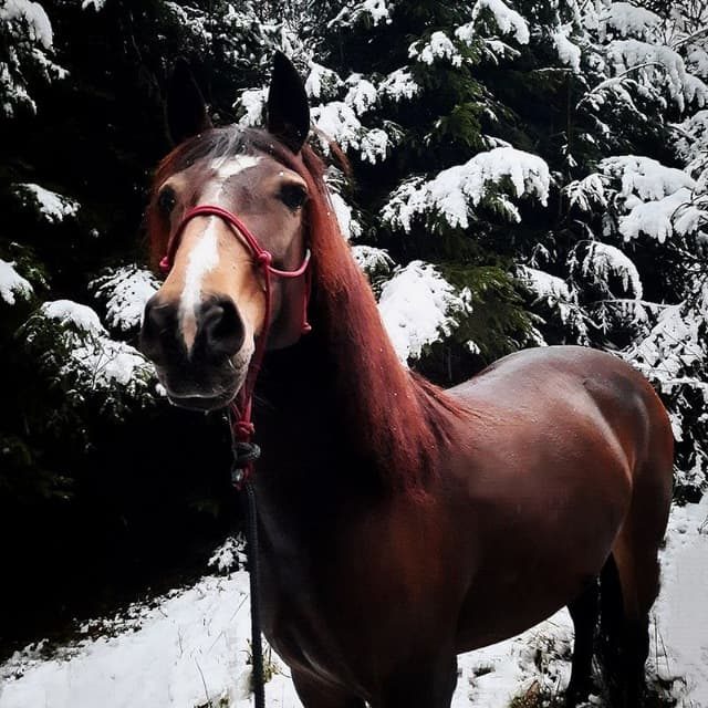 Loba genießt den ersten Schnee am neuen Stall