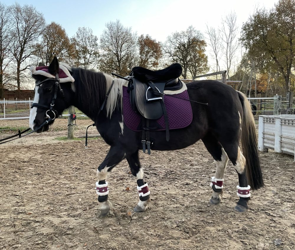 Ein frohes und gesundes Fest wünscht der Monty-Laus…