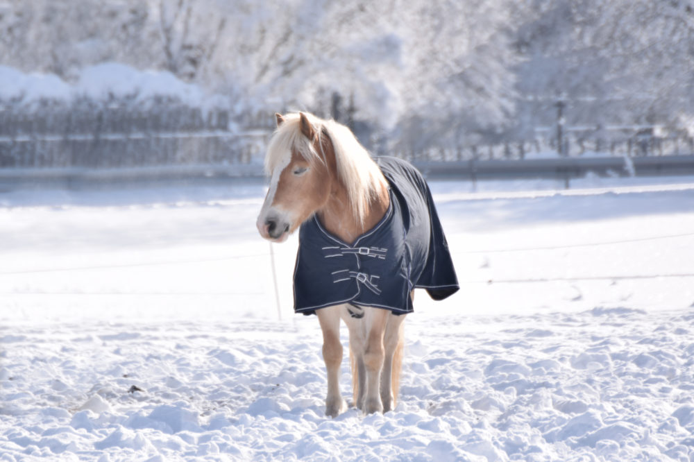 Haflinger im Schnee