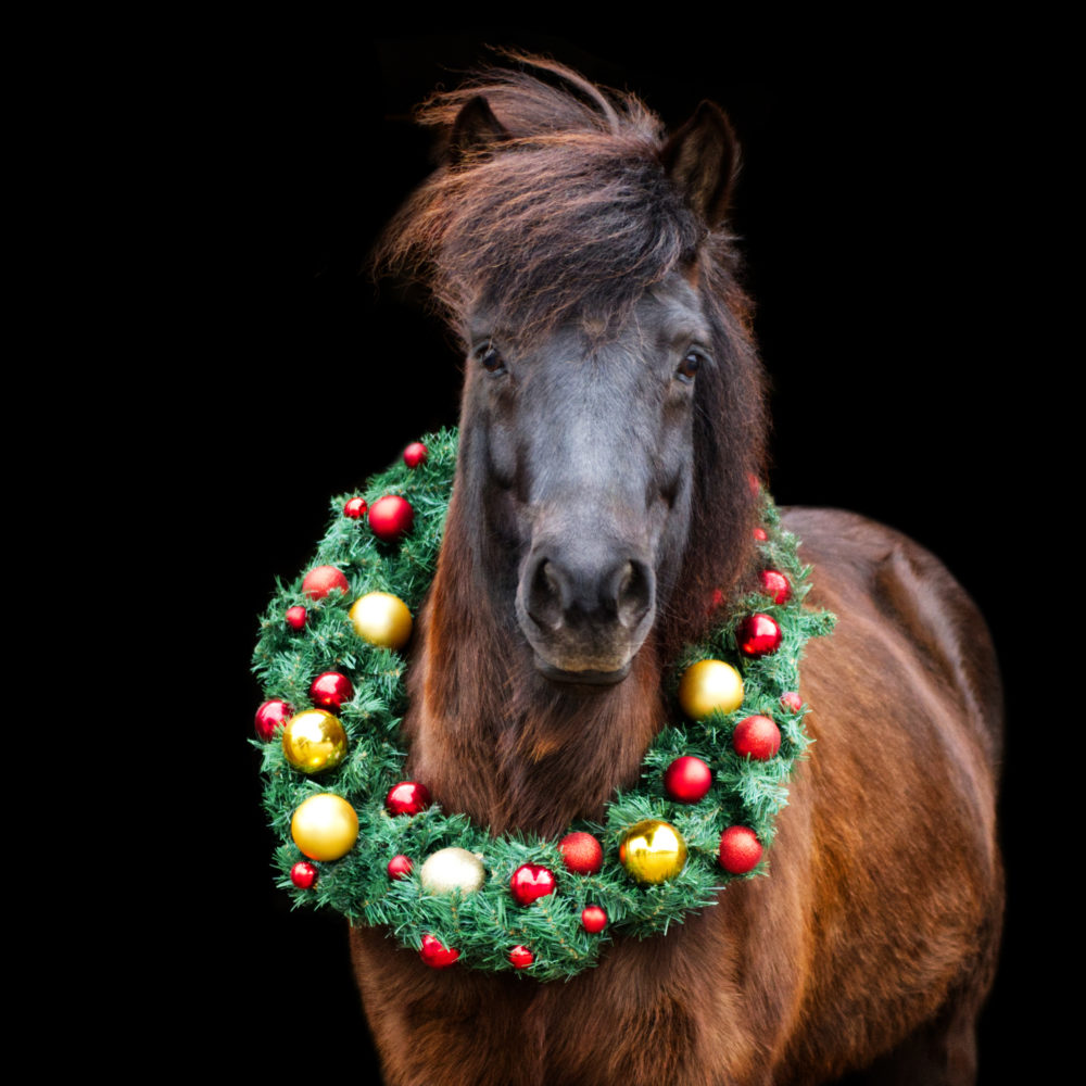 Weihnachtsfoto Nachzügler