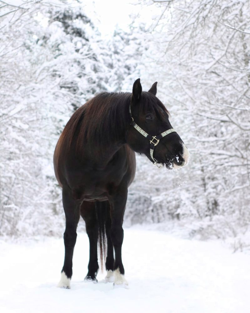Roxy im Winterwunderland