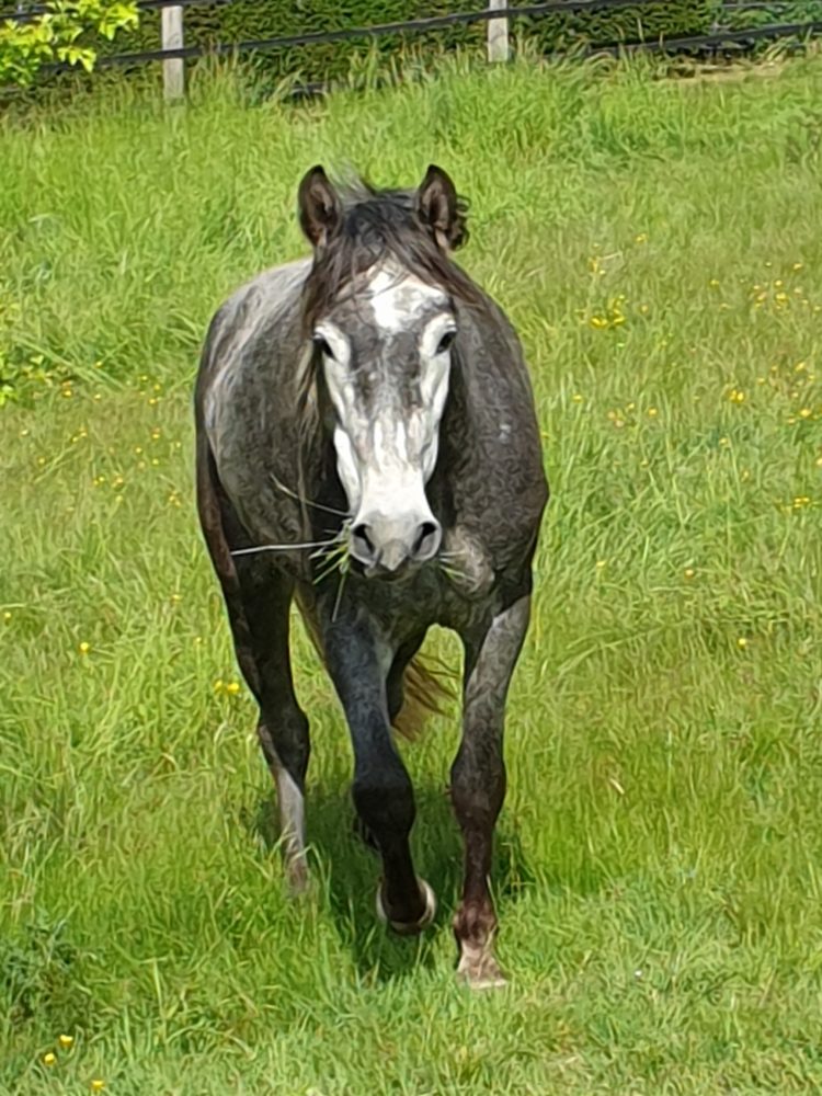 Wenn das Einhorn Tambour gerufen wird. 