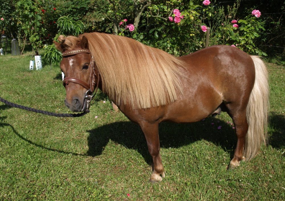 Unser Shetty Hengst Rocky