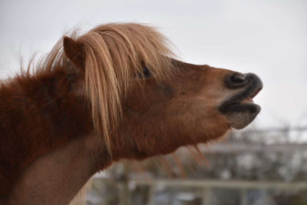 Mein Pferd Mein Freund
