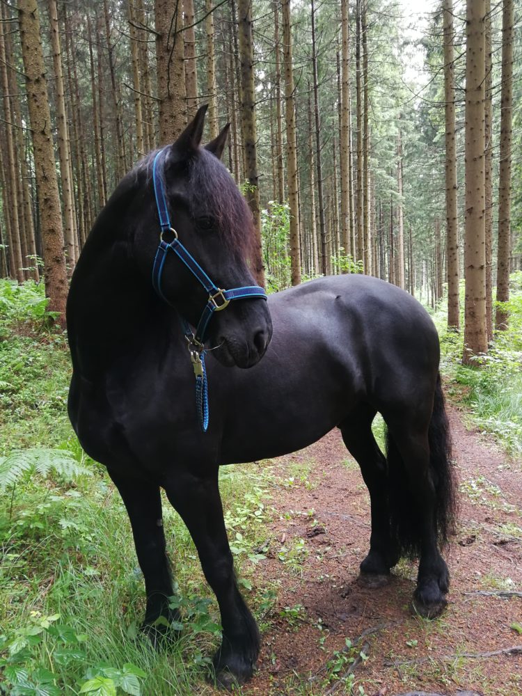 Der Wald ruft!