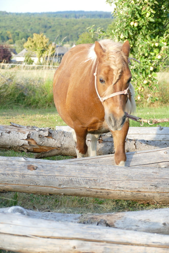 Bauch-Beine-Po