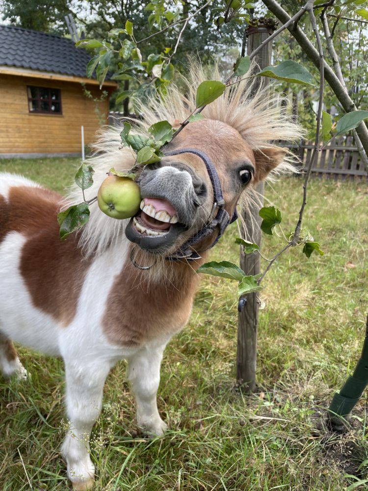 Pico unser Erntehelfer