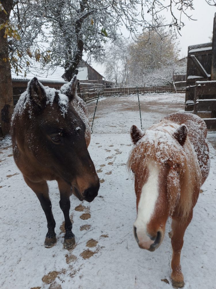Unsere Schneepferde