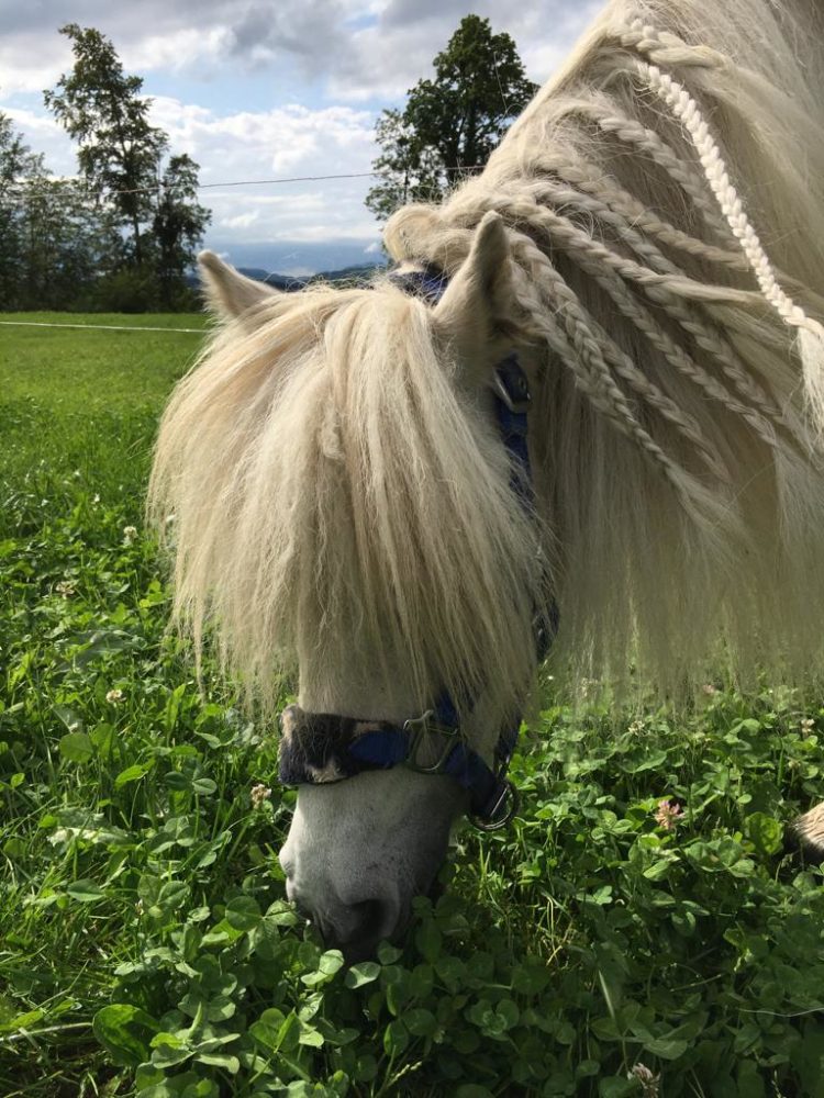 Süsses verfressenes Shetty🐎