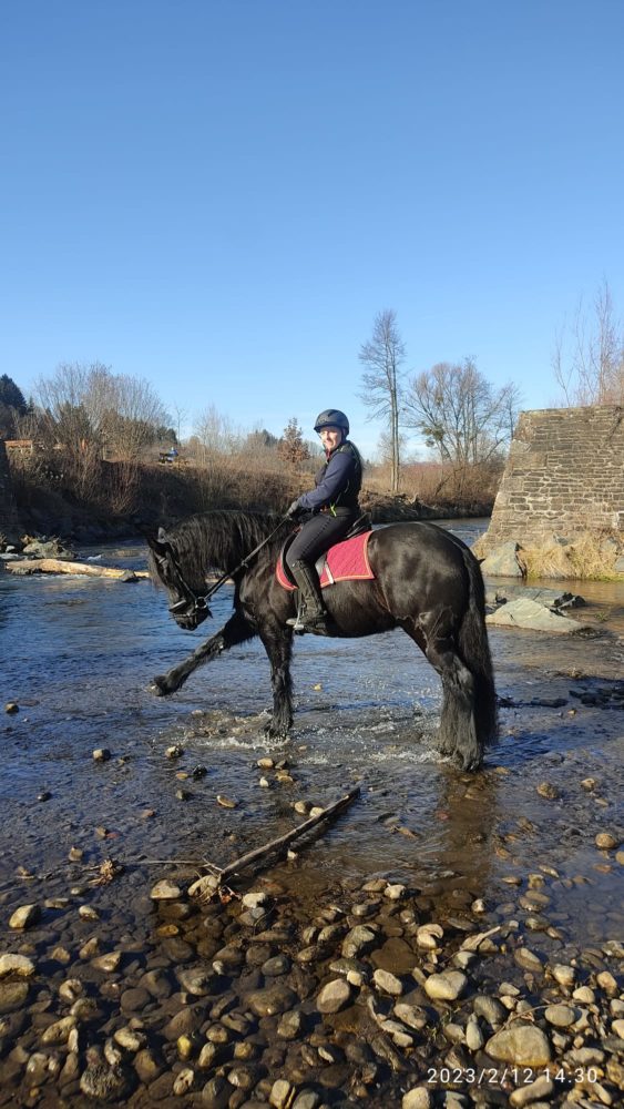 Wasser - Ratte- Pferd