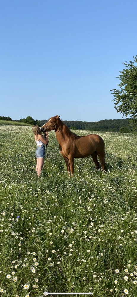 Die ersten warmen Tage mit meinem Jungpferd ❤️