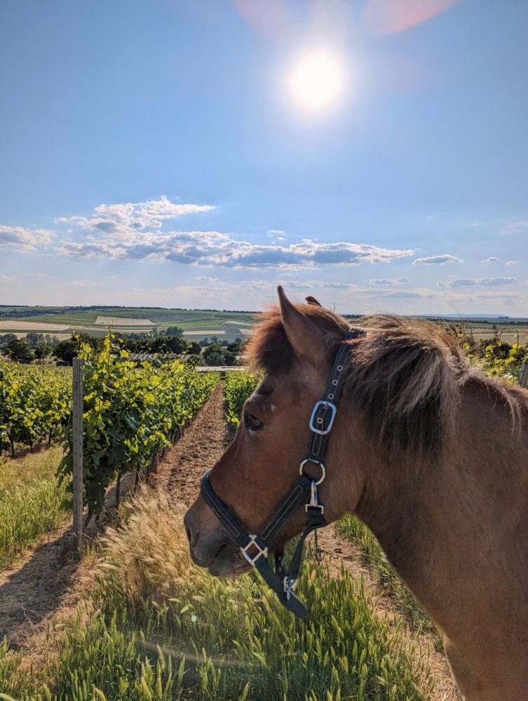 Sonne in Rheinhessen