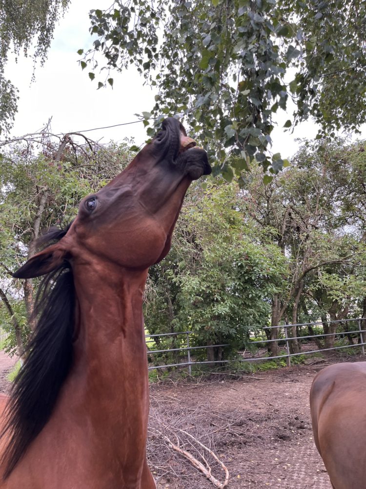 Pferd oder Giraffe?