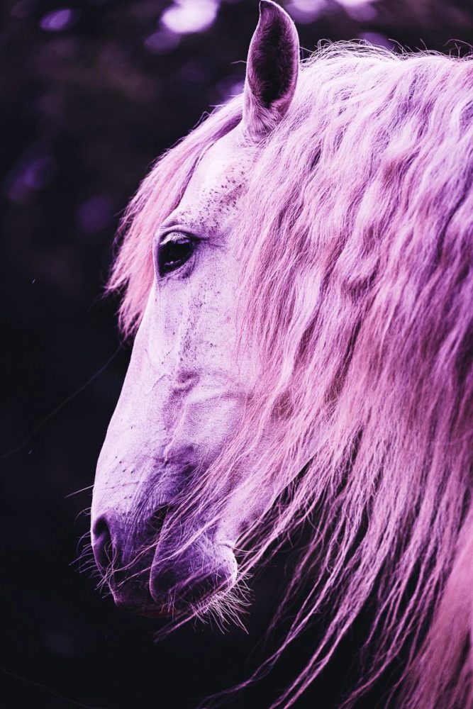 Barbie Horse