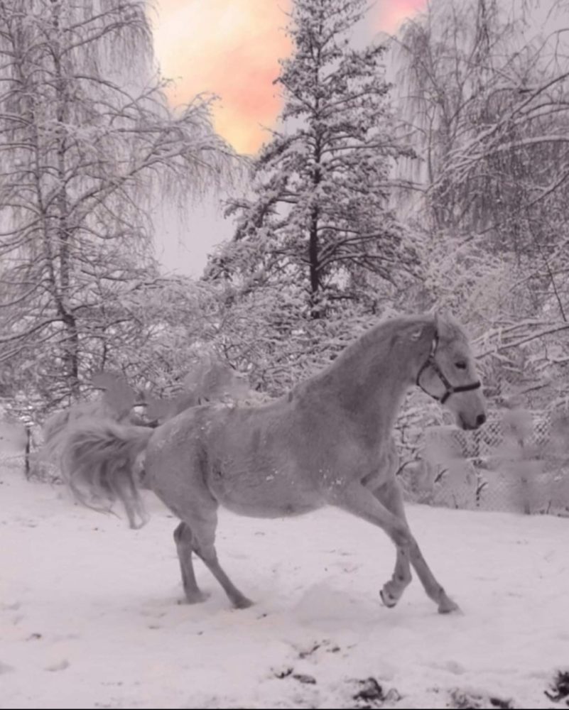 Sterni in Winterfreude