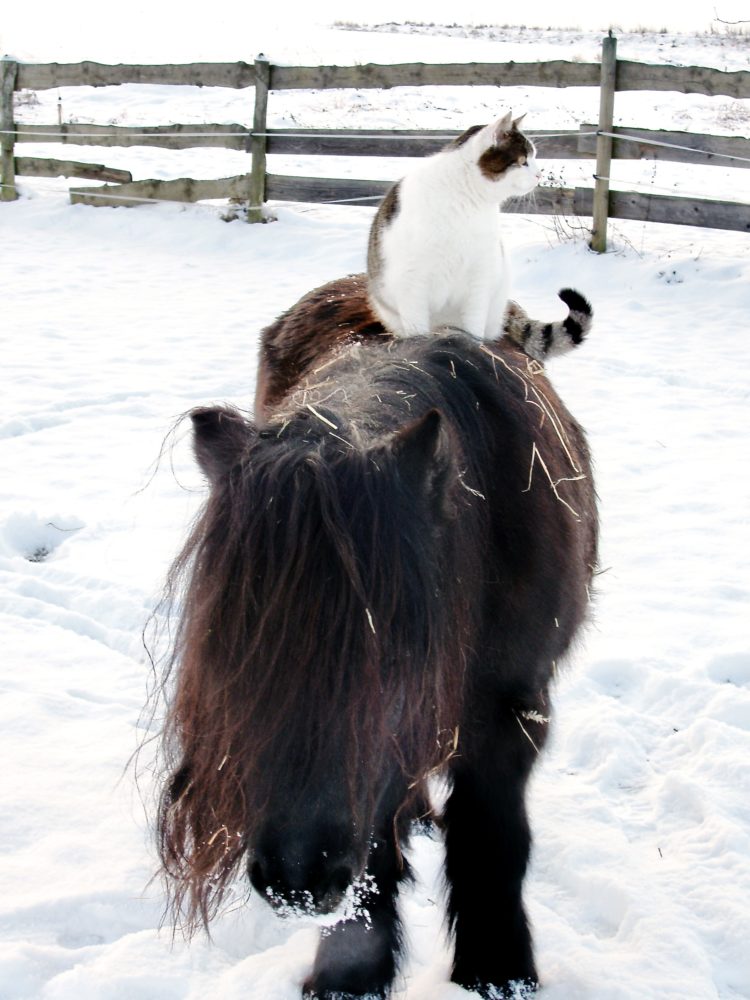 Pony - Express