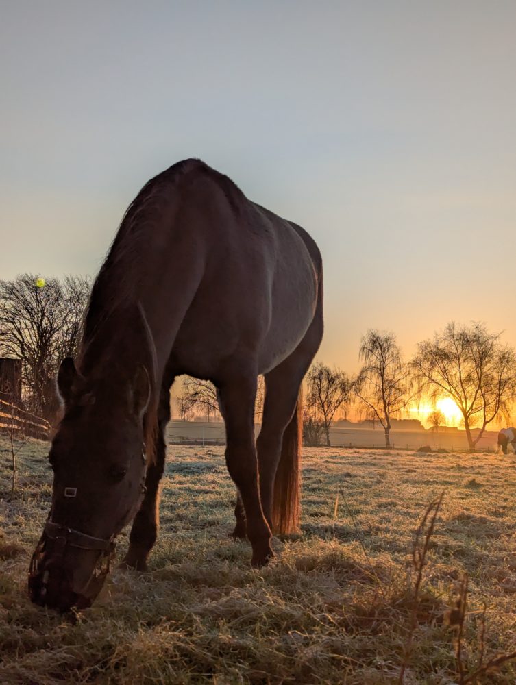 Schöner Wintermorgen