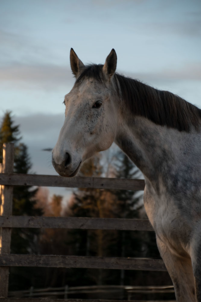 ~Dreamhorse~
