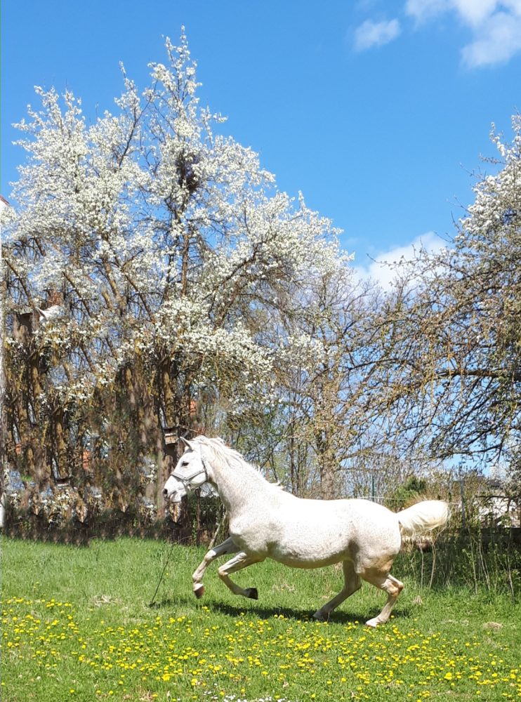 Sissi in Frühlingsfreude