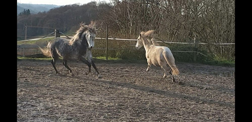Galopp macht Spaß